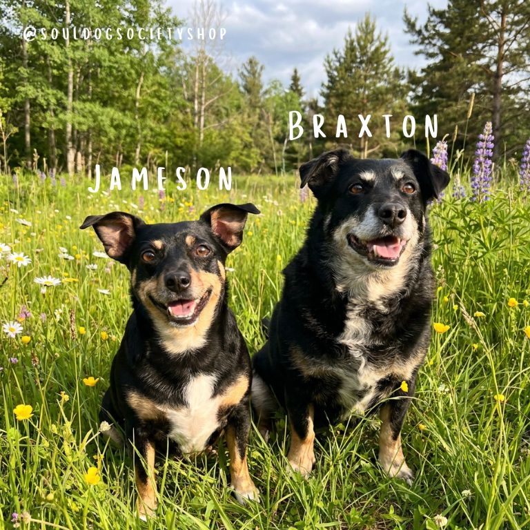 Two dogs, Jameson and Braxton, standing in a grassy field with wildflowers and trees in the background.